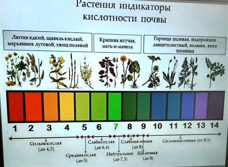 Работа с цифровыми лабораториями RELAB по биологии и химии.